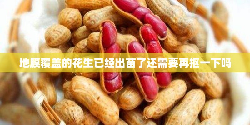 地膜覆盖的花生已经出苗了还需要再抠一下吗