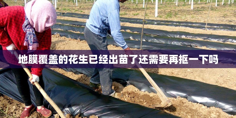 地膜覆盖的花生已经出苗了还需要再抠一下吗