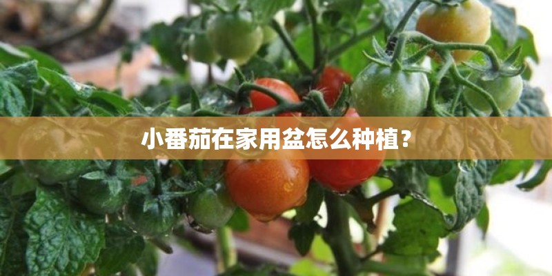 小番茄在家用盆怎么种植？