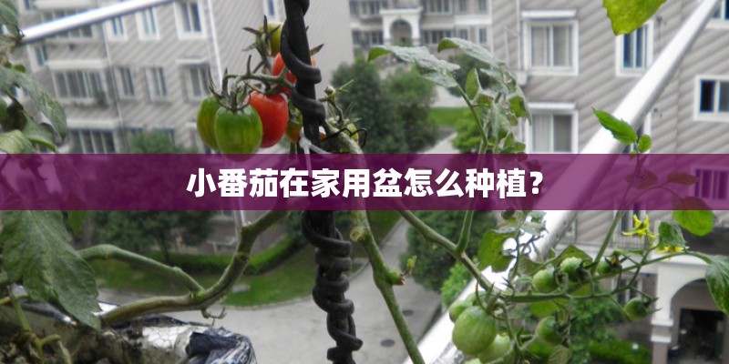 小番茄在家用盆怎么种植? 小番茄在家用盆怎么种植?