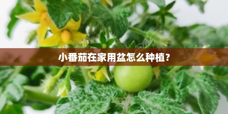 小番茄在家用盆怎么种植? 小番茄在家用盆怎么种植?