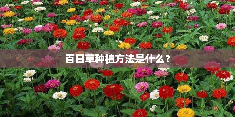 百日草种植方法是什么？