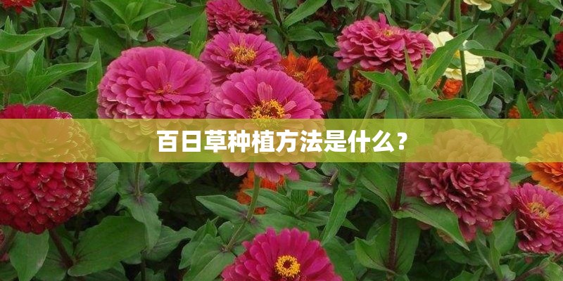 百日草种植方法是什么？
