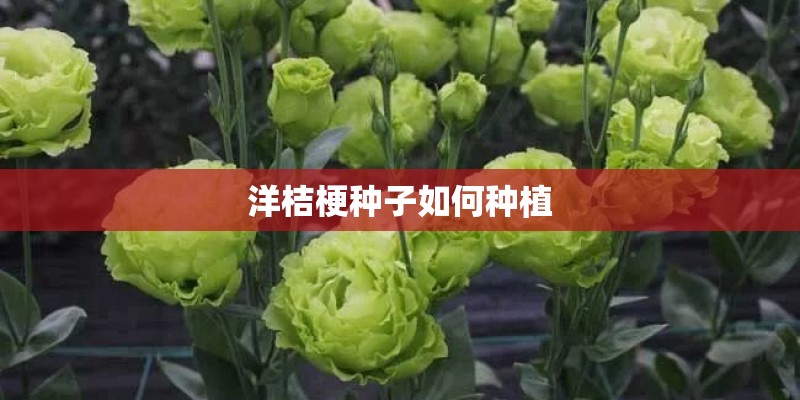 洋桔梗种子如何种植