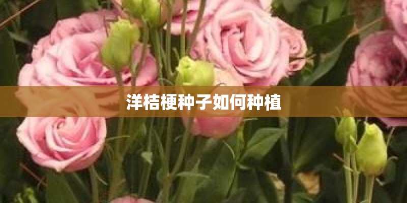 洋桔梗种子如何种植