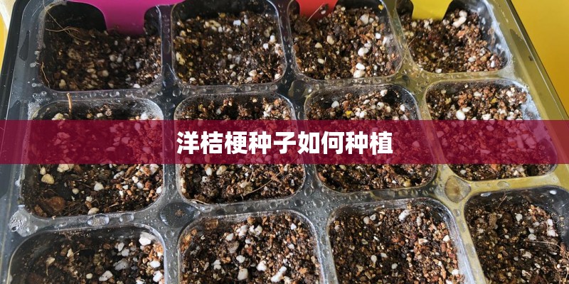 洋桔梗种子如何种植