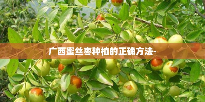 广西蜜丝枣种植的正确方法-
