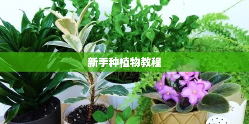新手种植物教程