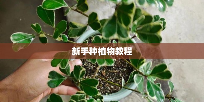 新手种植物教程