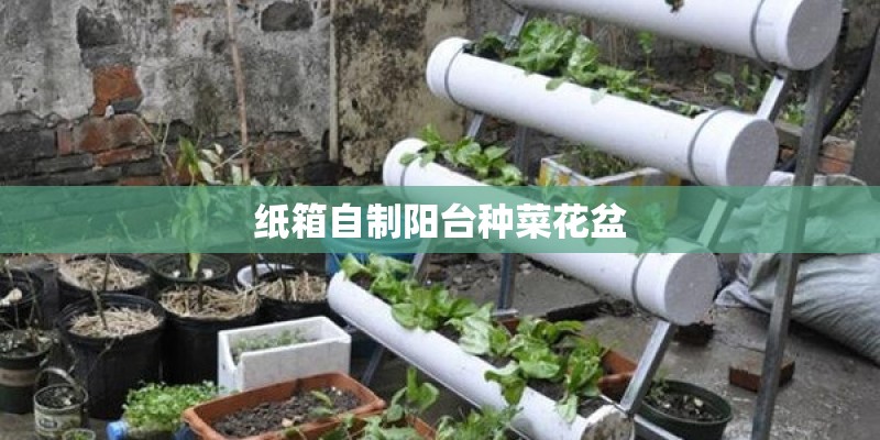 纸箱自制阳台种菜花盆