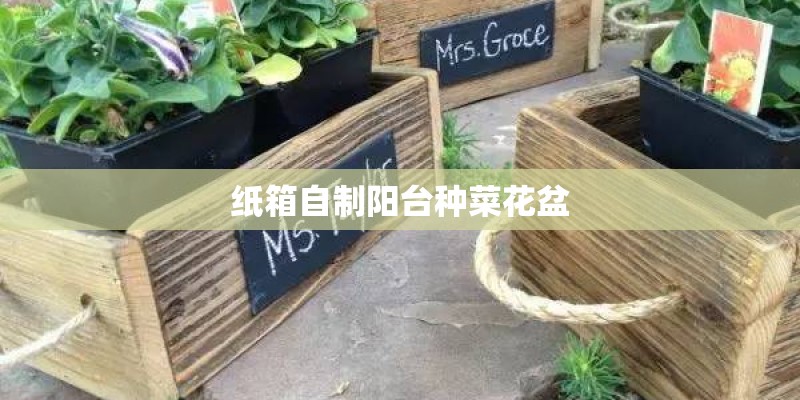 纸箱自制阳台种菜花盆