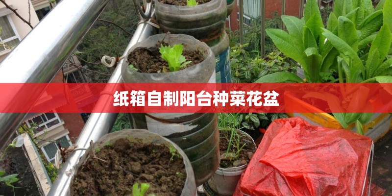 纸箱自制阳台种菜花盆