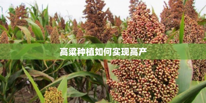高粱种植如何实现高产