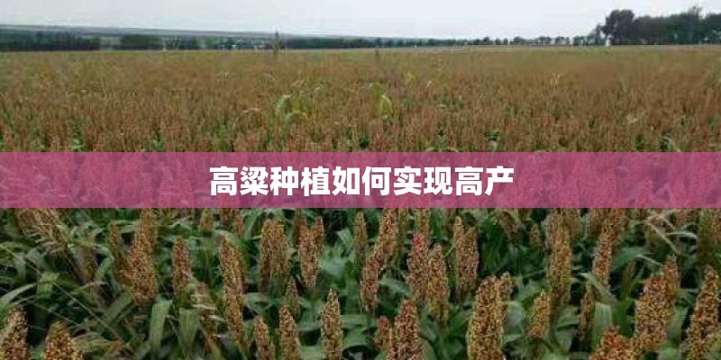 高粱种植如何实现高产