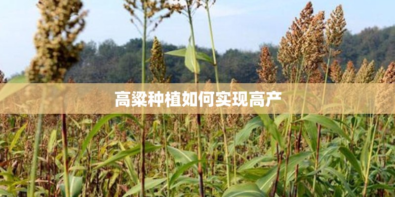 高粱种植如何实现高产