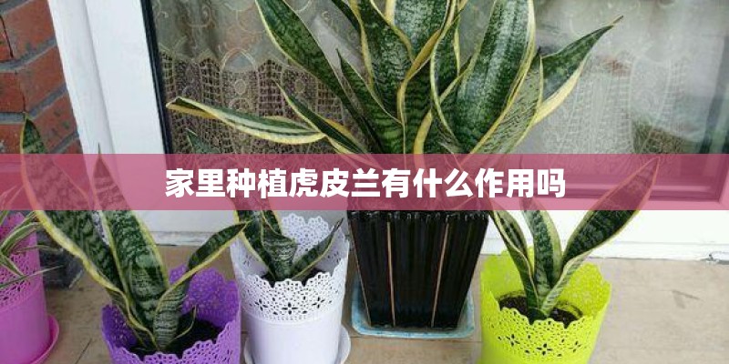 家里种植虎皮兰有什么作用吗
