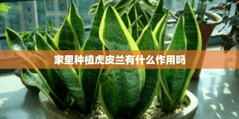 家里种植虎皮兰有什么作用吗