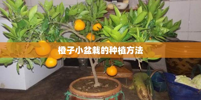 橙子小盆栽的种植方法