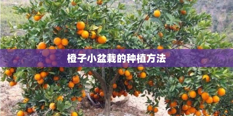 橙子小盆栽的种植方法