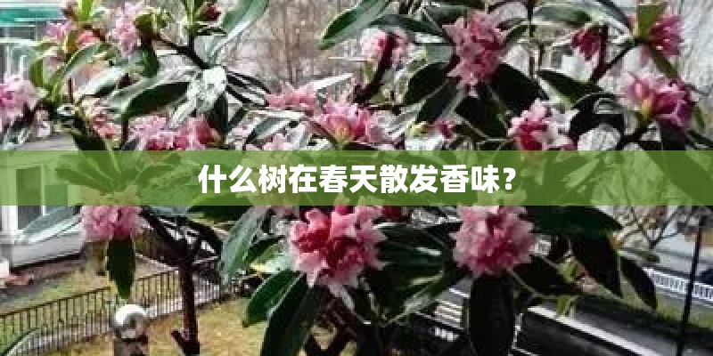 什么树在春天散发香味？