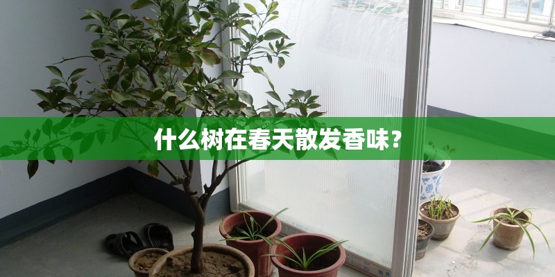 什么树在春天散发香味？