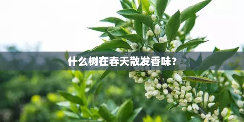 什么树在春天散发香味？