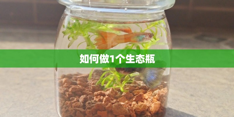 如何做1个生态瓶