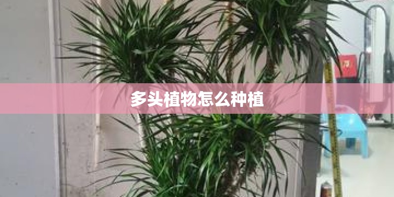 多头植物怎么种植
