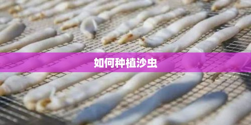 如何种植沙虫