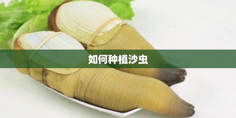 如何种植沙虫