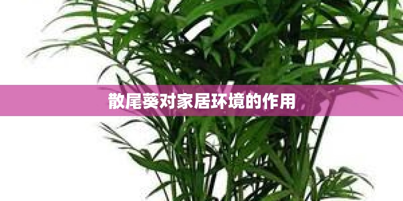 散尾葵对家居环境的作用