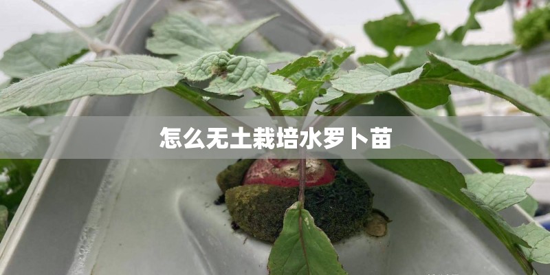 怎么无土栽培水罗卜苗