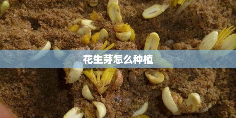 花生芽怎么种植