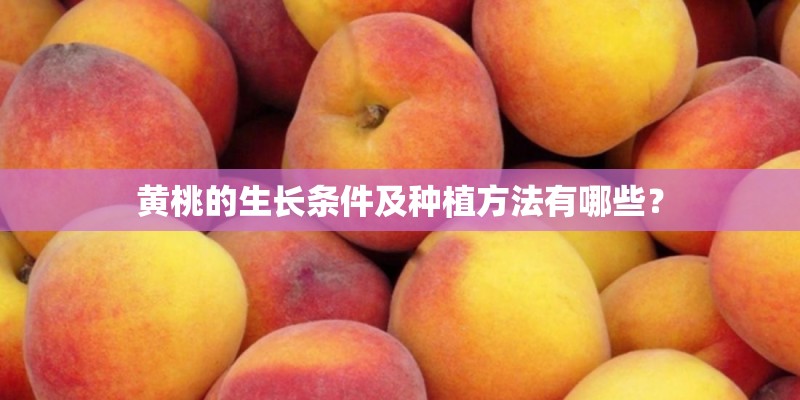 黄桃的生长条件及种植方法有哪些？