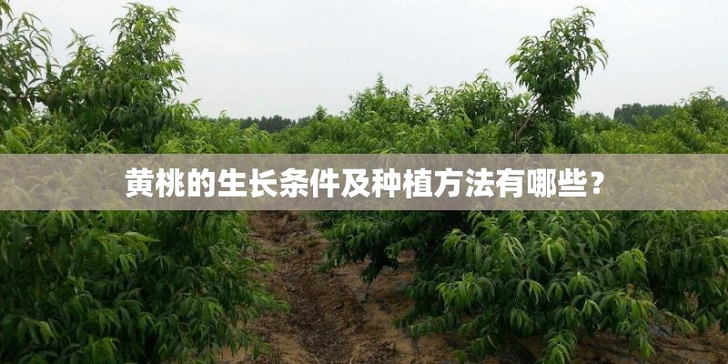 黄桃的生长条件及种植方法有哪些？