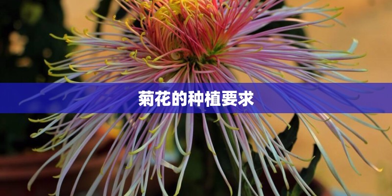菊花的种植要求