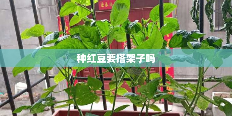 种红豆要搭架子吗