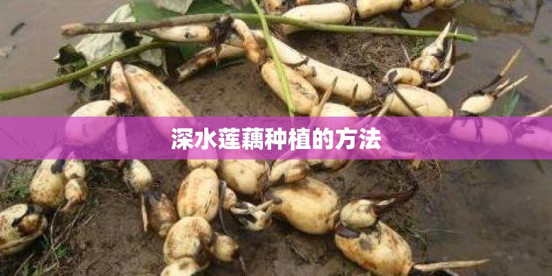 深水莲藕种植的方法