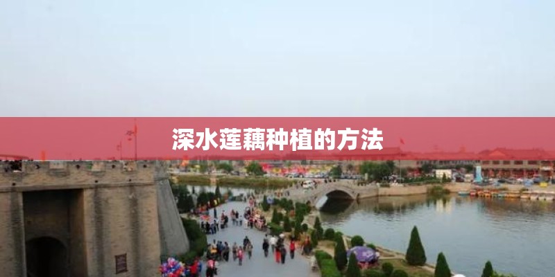 深水莲藕种植的方法