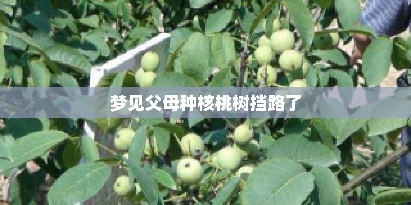 梦见父母种核桃树挡路了