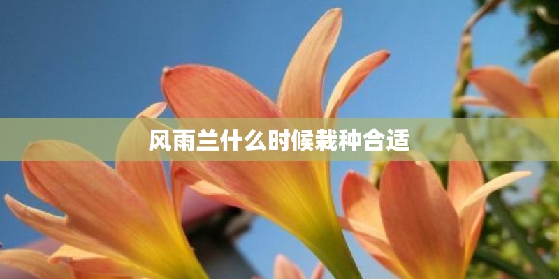风雨兰什么时候栽种合适