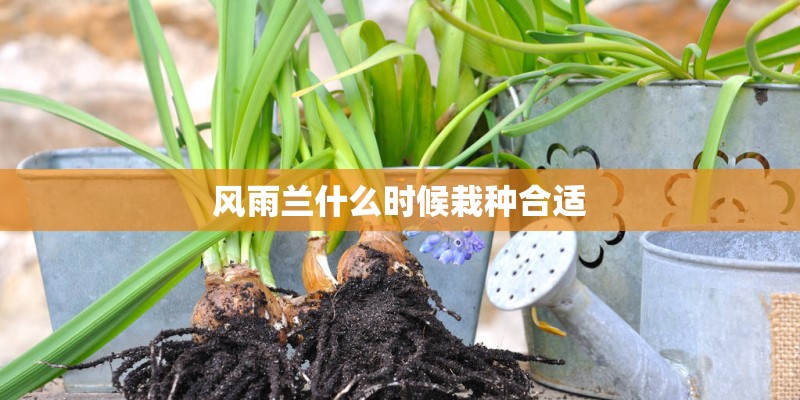 风雨兰什么时候栽种合适