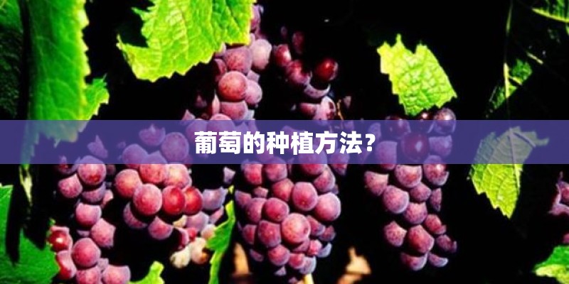 葡萄的种植方法？