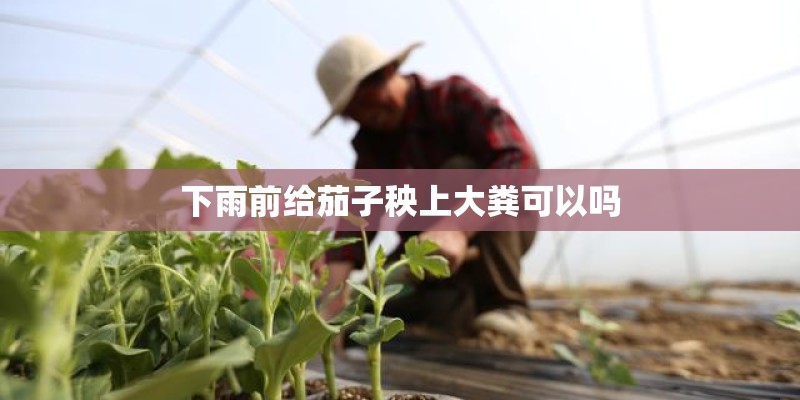 下雨前给茄子秧上大粪可以吗