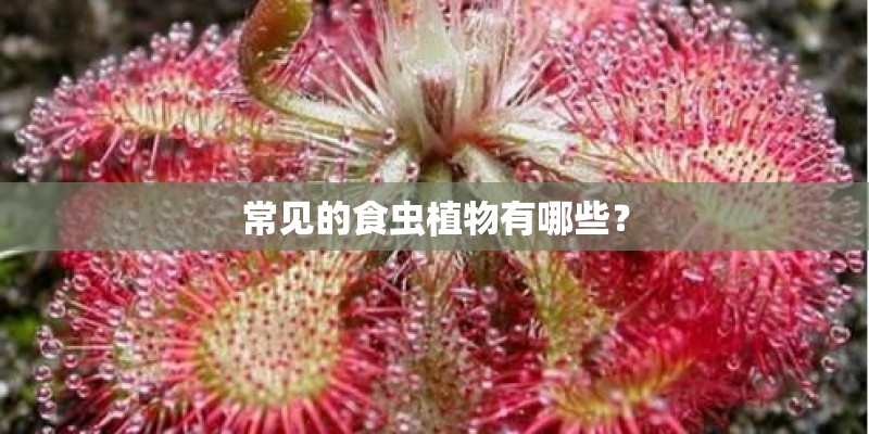 常见的食虫植物有哪些？