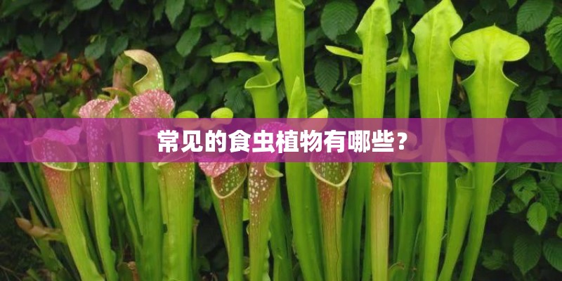 常见的食虫植物有哪些？
