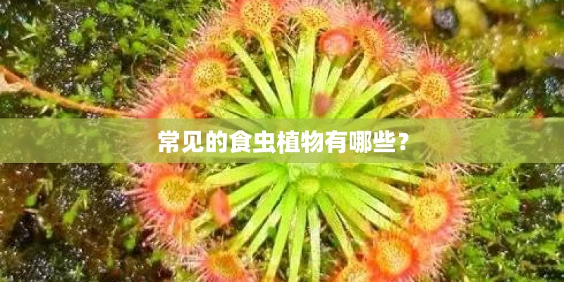 常见的食虫植物有哪些？