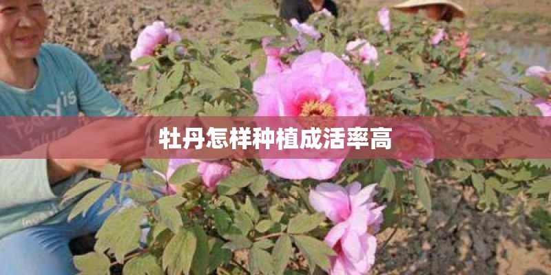 牡丹怎样种植成活率高