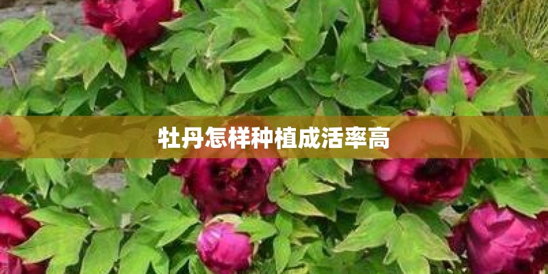 牡丹怎样种植成活率高