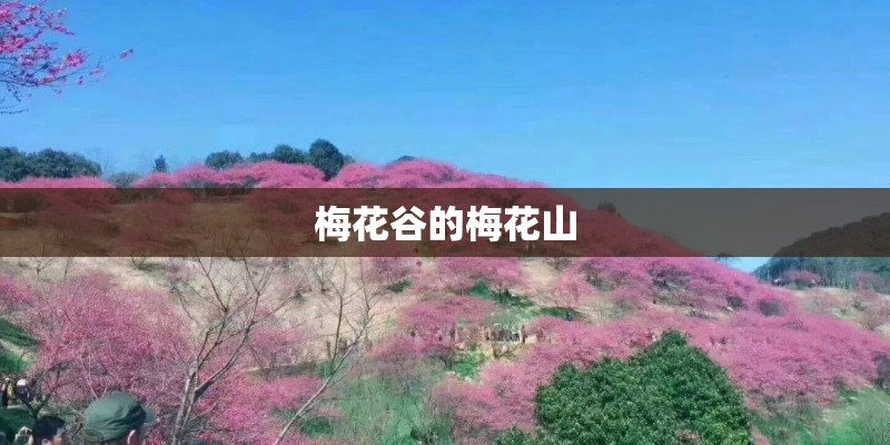梅花谷的梅花山
